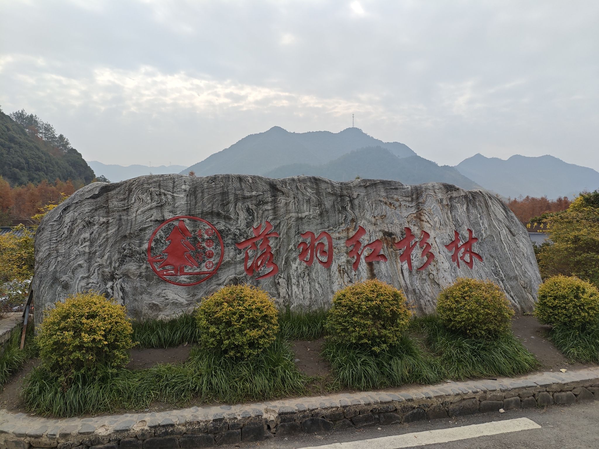 落羽杉湿地公园
